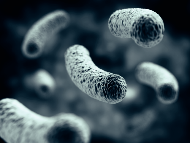 legionella bacteria